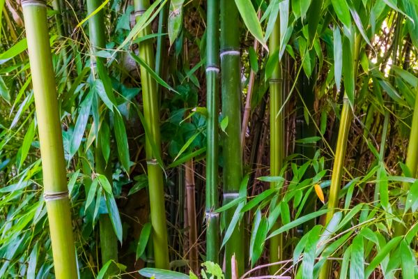Bamboo Trimming in Kissimmee