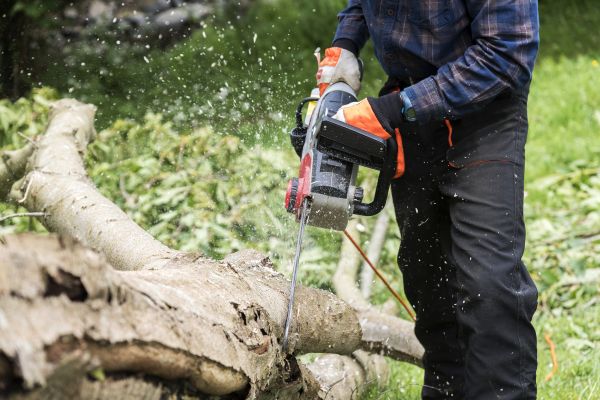 Branch Removal Service in Kissimmee