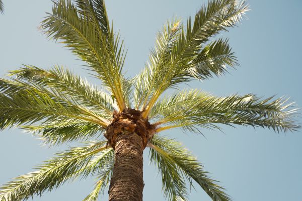 Palm Tree Pruning in Kissimmee