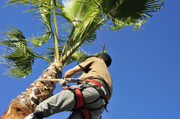 Palm Tree Trimming in Kissimmee