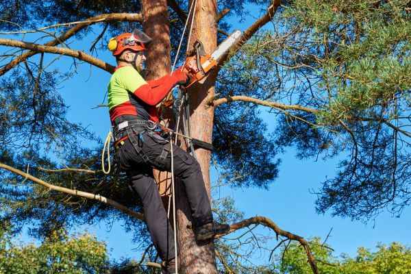 Tree Service in Kissimmee