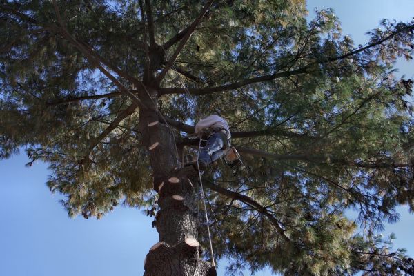 Trimming Service in Kissimmee