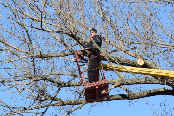Emergency Tree Trimming in Kissimmee