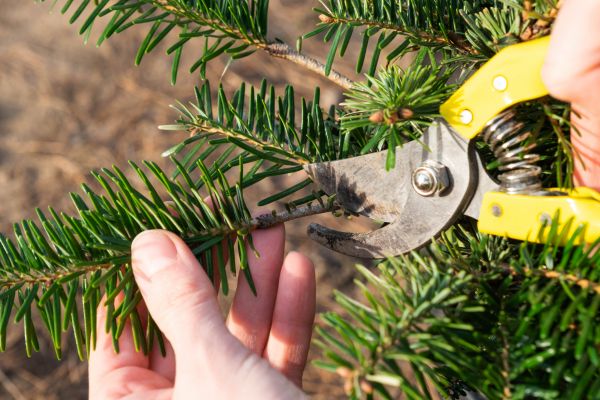 Pine Tree Pruning in Kissimmee