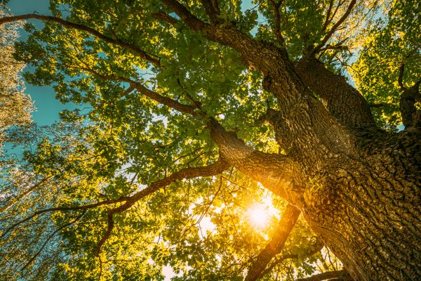 Oak Tree Pruning in Kissimmee