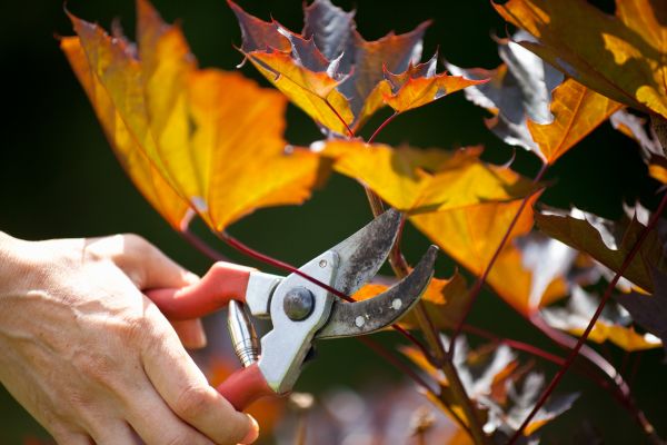 Maple Tree Pruning in Kissimmee