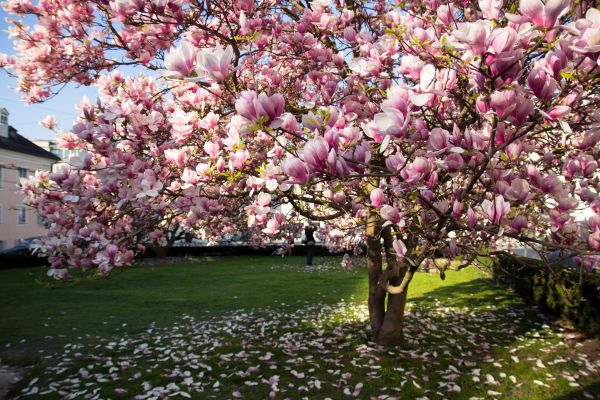 Magnolia Tree Pruning in Kissimmee