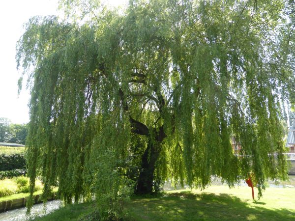 Willow Tree Trimming in Kissimmee