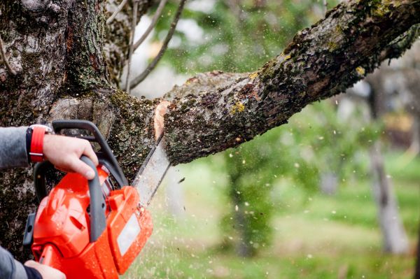 Tree Limbs Removal in Kissimmee