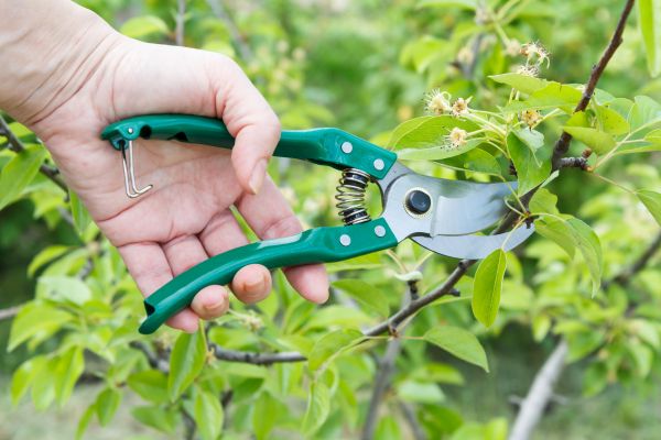 Pear Tree Pruning in Kissimmee