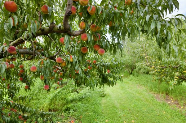 Peach Tree Pruning in Kissimmee