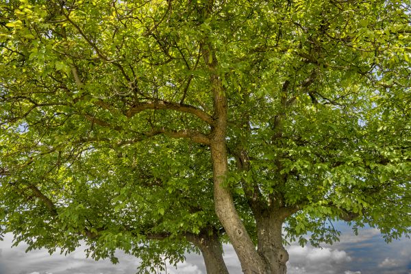 Walnut Tree Trimming in Kissimmee