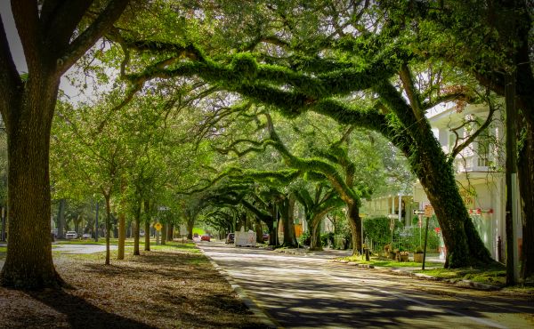 Tree Canopy Thinning in Kissimmee