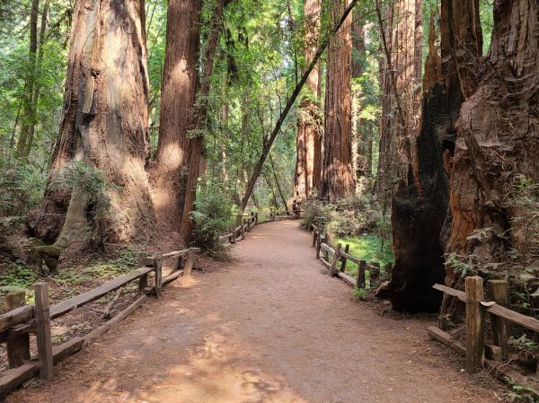 Redwood Tree Pruning in Kissimmee