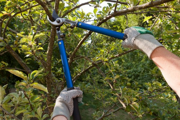 Residential Tree Pruning in Kissimmee