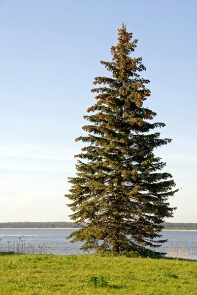 Spruce Tree Pruning in Kissimmee