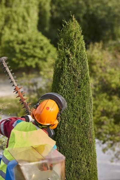 Cypress Tree Trimming in Kissimmee
