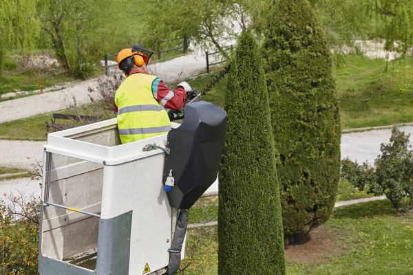 Cypress Tree Pruning in Kissimmee