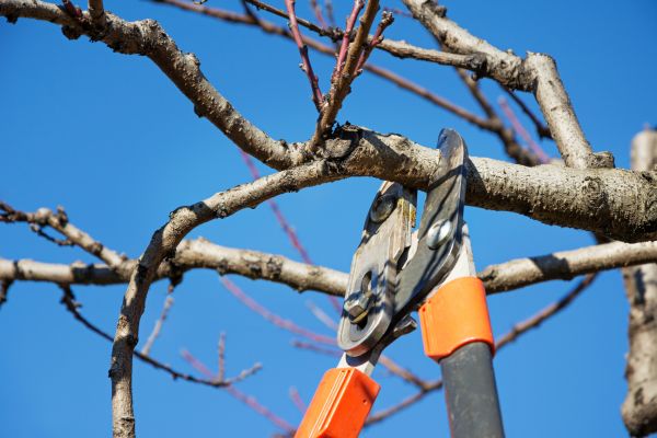 Peach Tree Trimming in Kissimmee