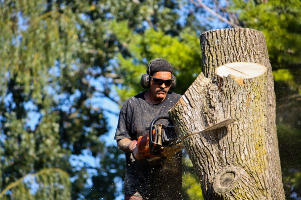 Ash Tree Pruning in Kissimmee