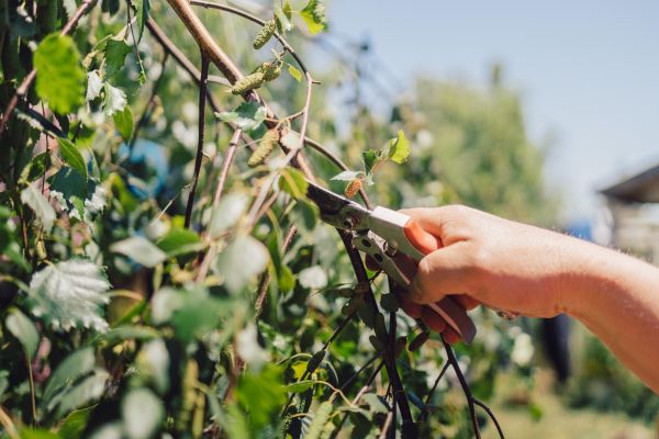 Birch Tree Pruning in Kissimmee