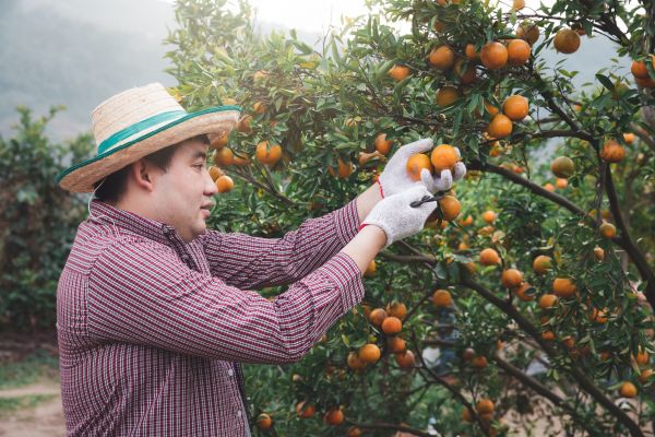 Orange Tree Pruning in Kissimmee
