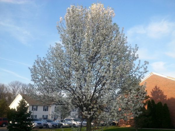 Bradford Pear Tree Pruning in Kissimmee