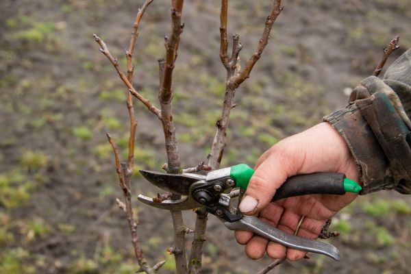 Pear Trees Pruning in Kissimmee