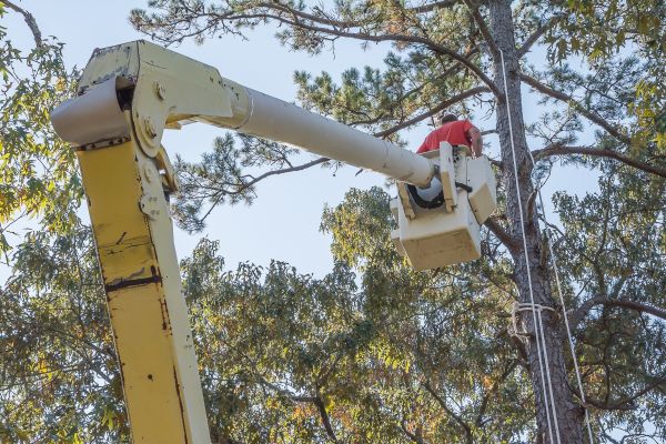 Limbs Trimming in Kissimmee