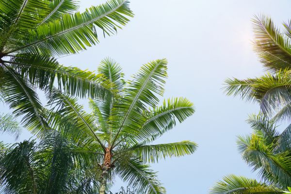 Queen Palm Tree Trimming in Kissimmee