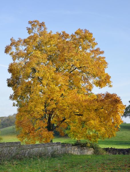 Hickory Tree Trimming in Kissimmee