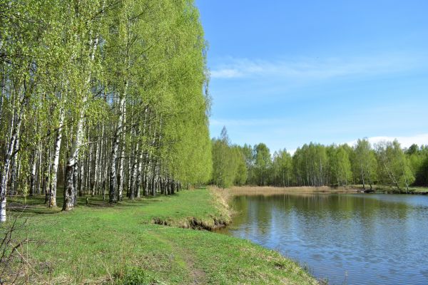 River Birch Pruning in Kissimmee