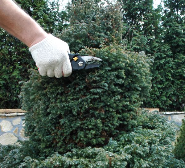 Ornamental Tree Trimming in Kissimmee