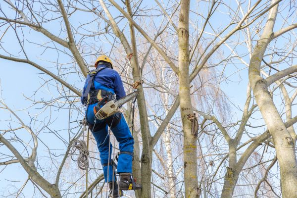 Large Tree Trimming in Kissimmee