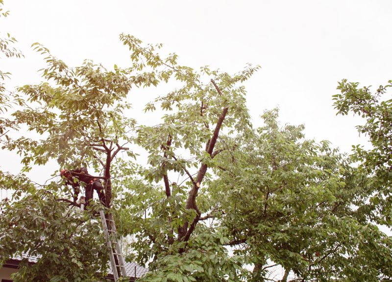 Tree Maintenance Service detail