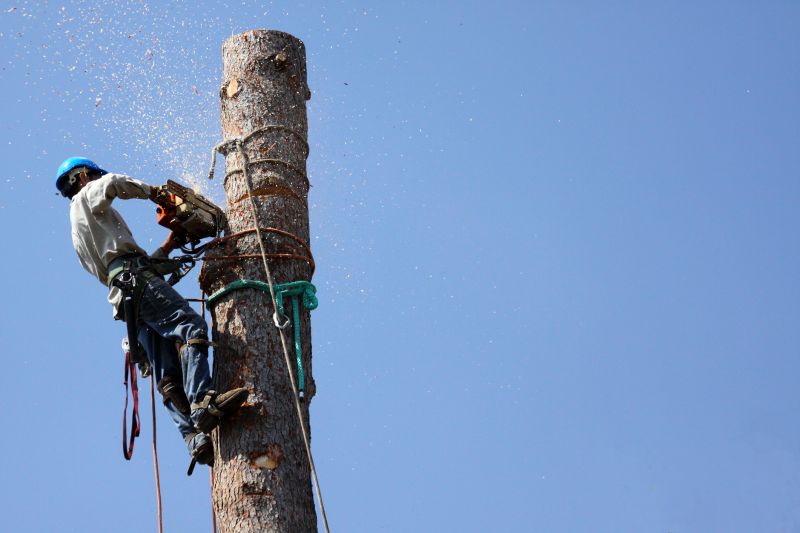 The Importance Of Regular Tree Trimming For Property Safety