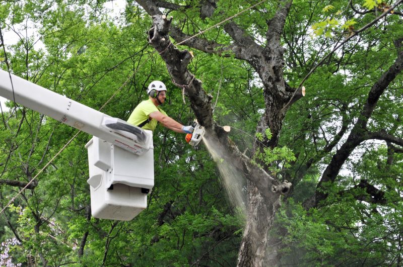Elevated Tree Work