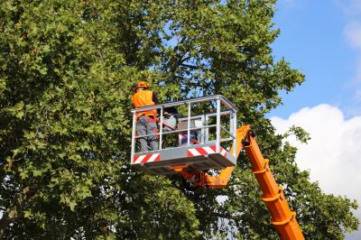Customized Tree Maintenance