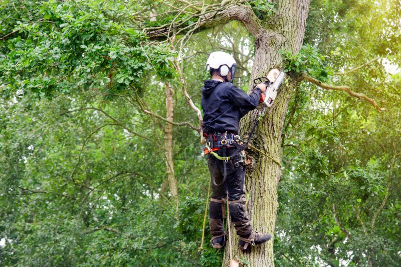 Experienced Tree Care